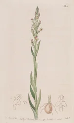 Illustration von Disa bracteata